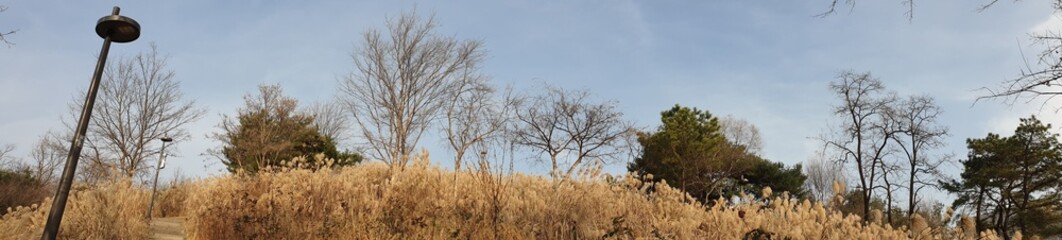 Obraz na płótnie Canvas 겨울철 맑은 하늘, 앙상한 나무, 계절을 느낄 수 있는 억새풀 풍경의 산자락 & 산책로, 서울 봉화산 - Silver grass, Bonghwasan Mountain, Seoul