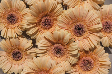 Elegant aesthetic gerbera daisy flower buds pattern