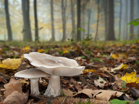 Edible mushrooms Clitocybe nebularis with beautiful foggy autumn forest in the background