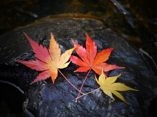 川のせせらぎと紅葉したモミジの葉