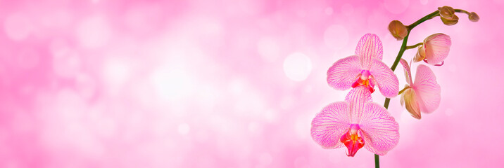 pink orchid and empty space for text © Vera Kuttelvaserova