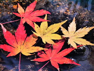 川のせせらぎと紅葉したモミジの葉