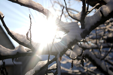 Sun is shining through the tree covered with snow