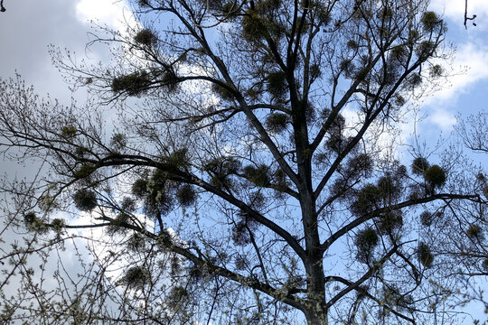 Deze boom zit vol met heksenbezems veroorzaakt door een schimmel waardoor de jonge takjes in elkaar vergroeien en is dus een ziekte bij de boom.