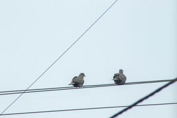  Two pigeons perched on power lines against a clear sky.
