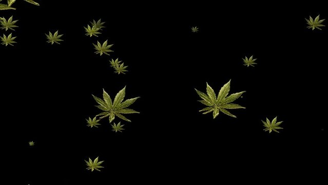 gold weed leaf falling, golden marijuana leaf falling Overlay.