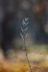 The stem of a dried plant, braided with cobwebs that shine in the sun. The sun shines brightly on a spider's web on a dry blade of grass.