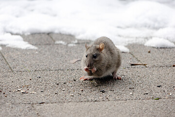 Eine junge Ratte frisst auf dem Boden liegendes Vogelfutter