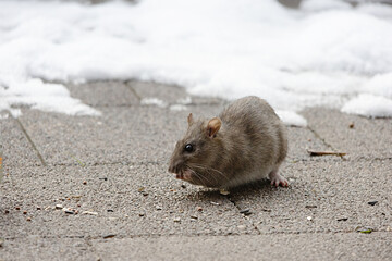 Eine junge Ratte frisst auf dem Boden liegendes Vogelfutter