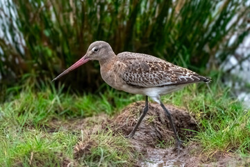 Black-tailed Godwit (Limosa limosa) is a long-billed and long-legged wading bird, which visits British shores in the winter