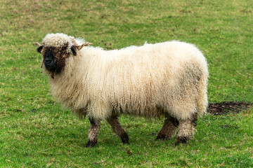 Obraz premium Valais Blacknose Sheep in a lush green meadow on an agricultural farm field, stock photo image