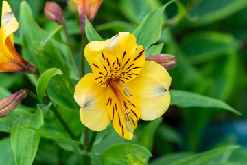 Alstroemeria 'Golden Delight' a yellow flower plant also known as Peruvian Lily, stock photo image