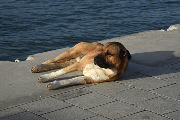 Hund liegt in der Sonne im Hafen am Wasser