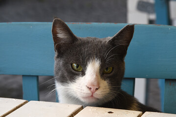 Katze sitzt am Tisch in Restaurant