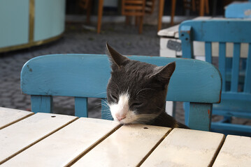 Katze sitzt am Tisch in Restaurant