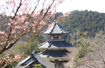 Fototapeta premium plum