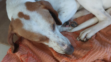 Dog sleeping in your bed