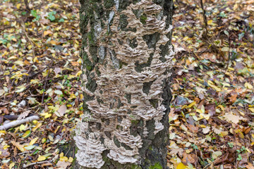 Polypore funguses on a birch trunk in autumn forest - obrazy, fototapety, plakaty