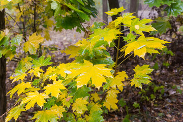 Young maple with wet autumn varicolored leaves in overcast forest