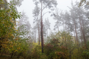 Fragment of autumn birch and pine forest in foggy morning