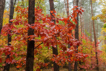 Branches of red oak with wet autumn leaves in forest