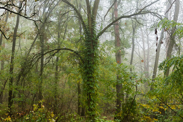 Fragment of autumn birch and pine forest in foggy morning