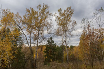 Fototapeta premium Old aspens in autumn forest on hillside in overcast morning