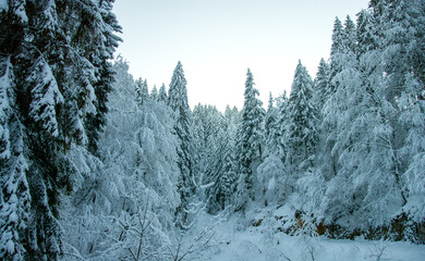 the sun rises over the snow-covered forest