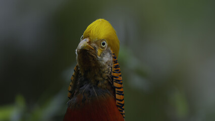 Yellow Golden Pheasant, Birds of Eden, Plettenberg Bay, South Africa.