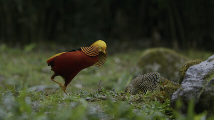 Yellow Golden Pheasant, Birds of Eden, Plettenberg Bay, South Africa.