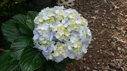 Flowers suitable for bouquets