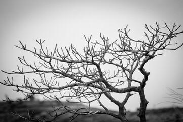 Fototapeta premium silhouette of a tree