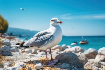 Fototapeta premium seagull sitting on rocks at sea on a sunny day