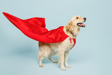 Full body side view golden retriever Labrador dog wearing red super hero suit pov defend isolated...