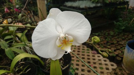 Bold white flower smiling