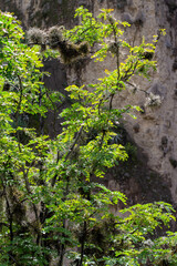 Tara spinosa, commonly known as tara in Quechua, also known as Peruvian carob or spiny holdback. This plant is a small leguminous tree or thorny shrub native to Peru. Colca Canyon, Peru.