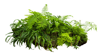 Tropical plant fern moss bush tree jungle stone rock isolated on white background with clipping...