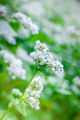 咲き誇る蕎麦の花