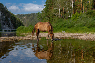 A bay horse drinks water from a mountain river