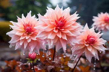 Foto op Canvas Dahlia Mister Frans in flower © Ирина Курмаева