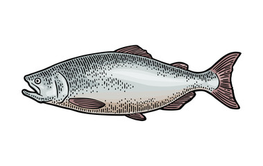 Whole fresh fish salmon. Hand drawn design. Vector color engraving vintage