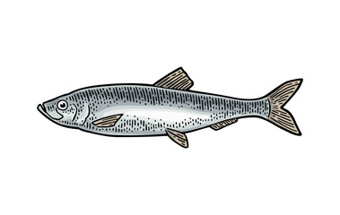 Whole fresh fish herring. Vector engraving vintage - 690983140