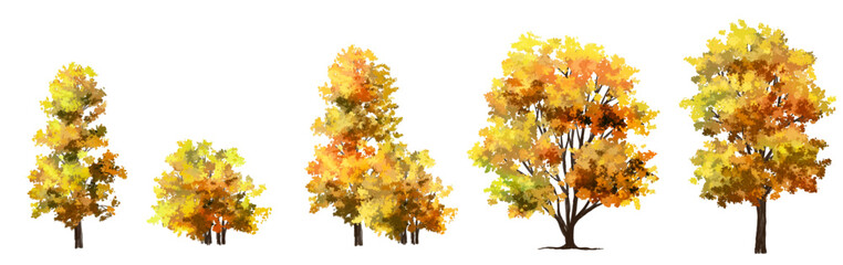 Vertor set of autumn tree,plants side view for landscape elevation and section,eco environment concept design,watercolor ginkgo tree illustration,colorful
 season