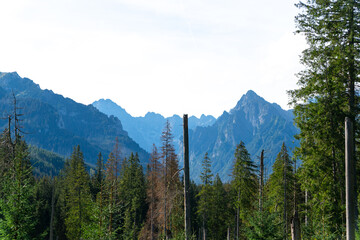 mountain view forest landscape Poland Zakopane