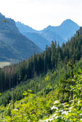Fototapeta premium mountain view forest landscape Poland Zakopane