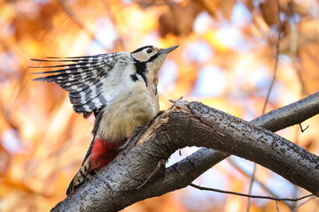 bird on a branch