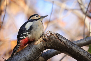 spotted woodpecker