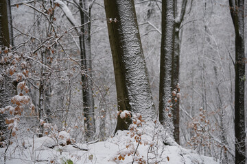Winter in Bielefeld - obrazy, fototapety, plakaty