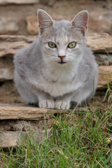 gray cat in the garden