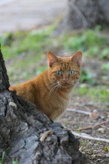 ginger cat in the garden